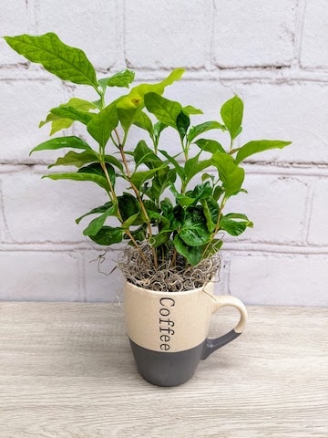 Coffee Plant